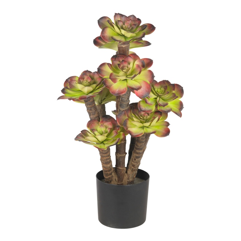 Echeveria Silk Plant