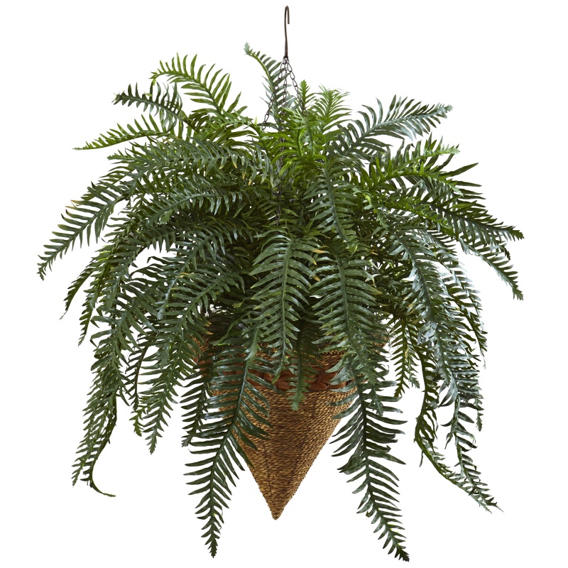 Giant River Fern With Cone Hanging Basket