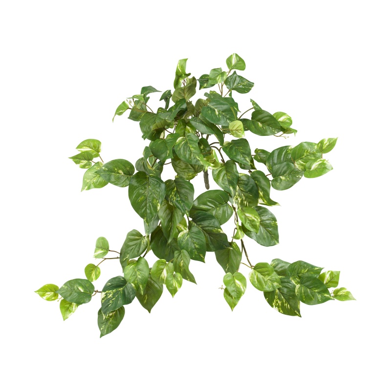 30” Pothos Hanging Bush (Set Of 3)