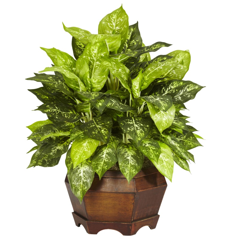 Variegated Dieffenbachia W/Large Hexagon Silk Plant