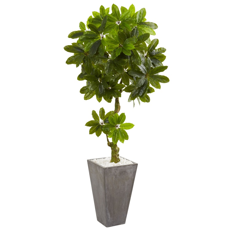 6’ Schefflera Artificial Tree in Cement Planter