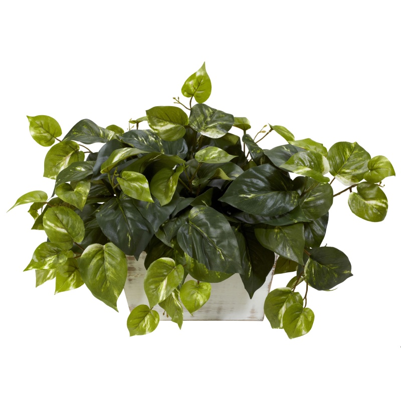 Pothos W/White Wash Planter Silk Plant