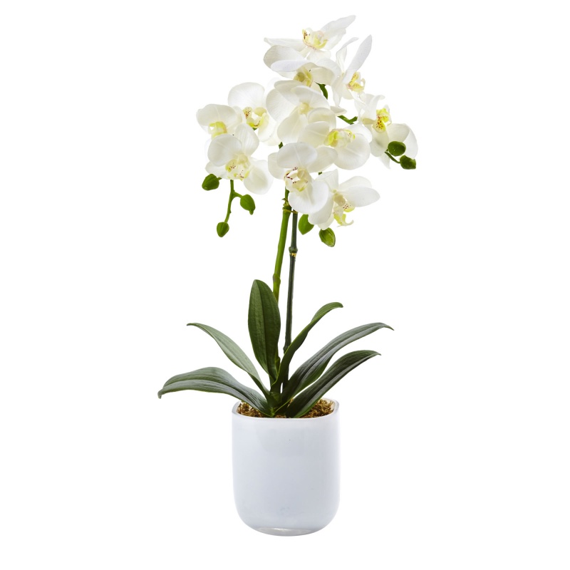 Phalaenopsis In Frosted Glass