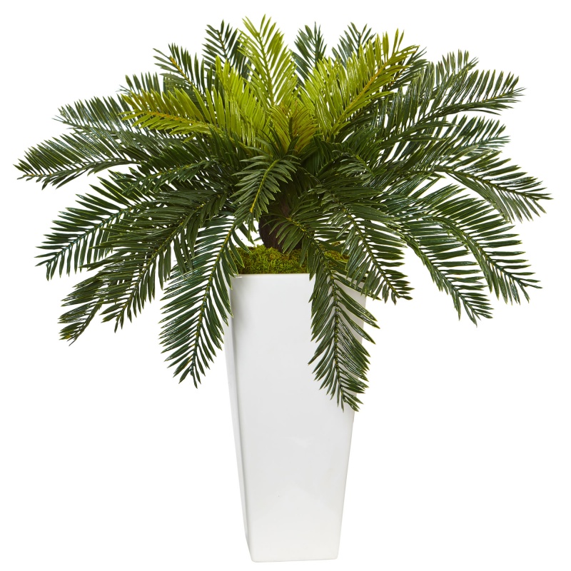 Cycus in White Planter