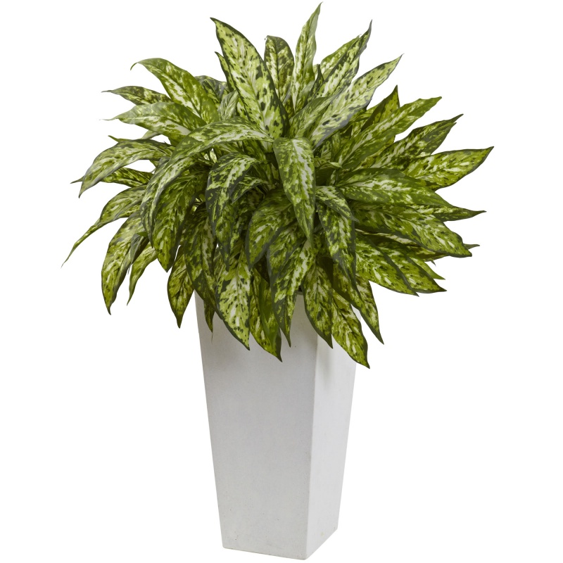 Aglaonema With White Decorative Planter