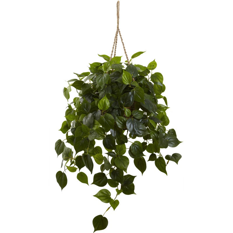 Philodendron Hanging Basket Uv Resistant (Indoor/Outdoor)