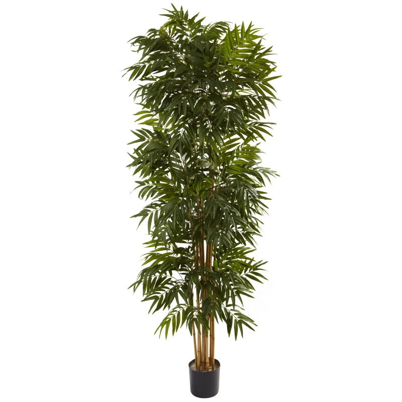 7.5’ Phoenix Palm Tree