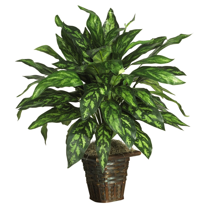 Silver King Silk Plant in Basket