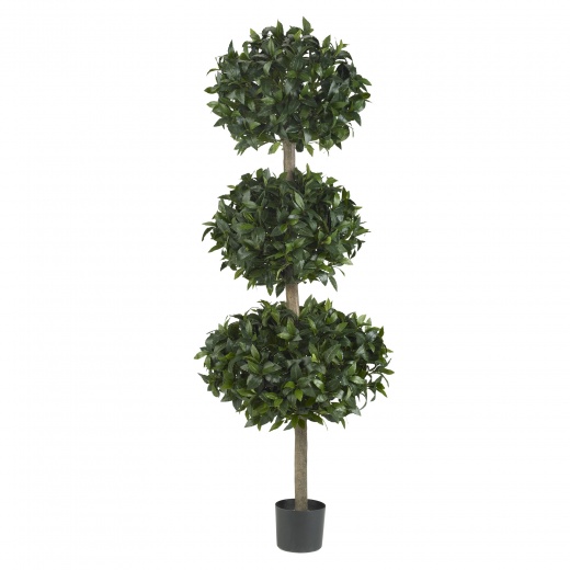 69" Sweet Bay Triple Ball Tree
