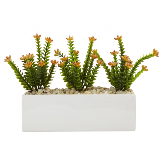 Flowering Sedum in Rectangular Planter