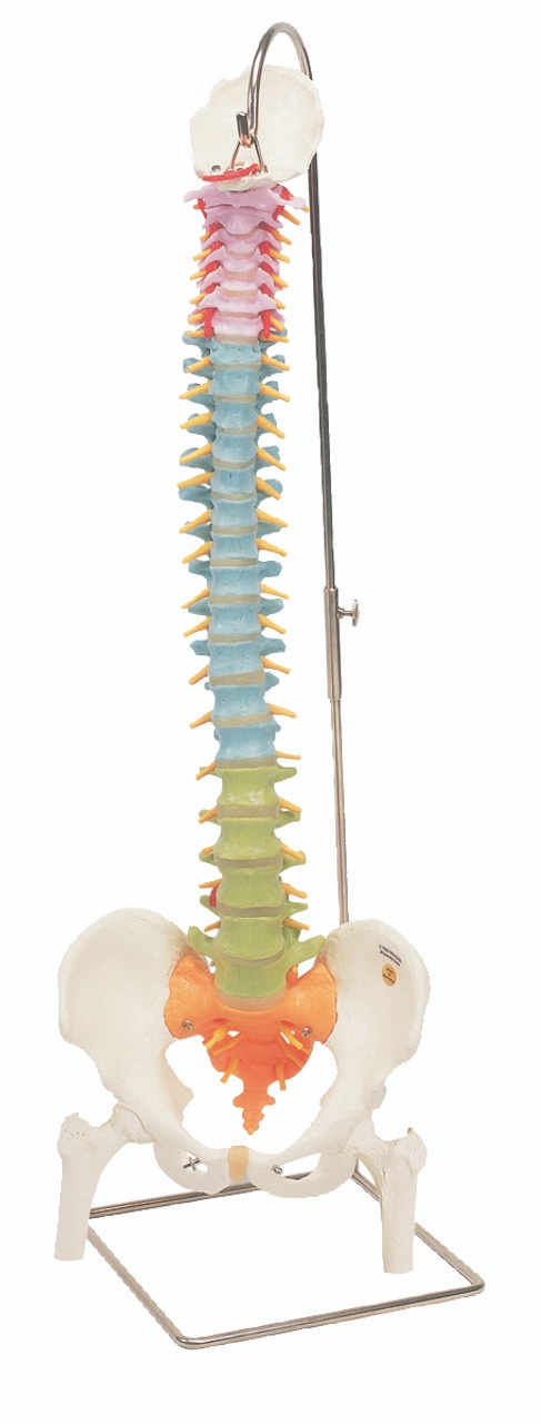 3B Scientific Flexible Wirbelsäule Mit Becken – Anatomiemodell, 82 Cm, Inkl. 3B Smart Anatomy App