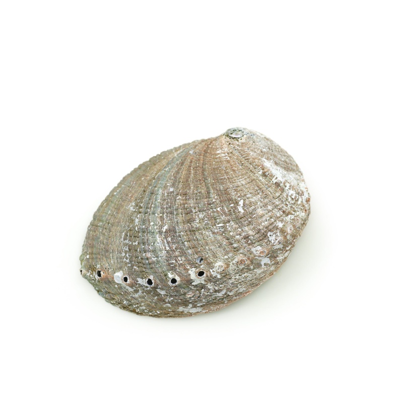 Burner - Abalone Shell - Large 5"-6.5"