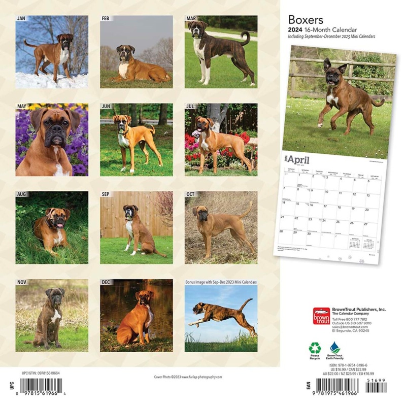 2024 Browntrout Boxers International Edition 12" X 12" Monthly Wall Calendar (9781975461966)