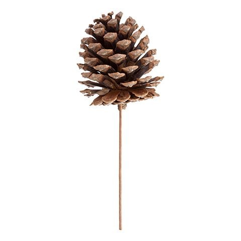 Pinecone Pick Natural 9.75 Inches