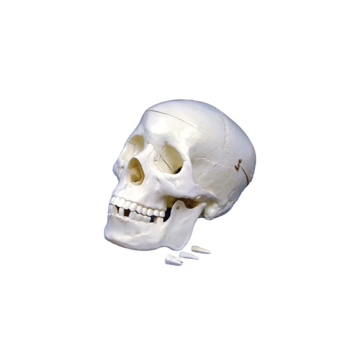 Just Sculpt Human Skull Lifesize Plastic Model