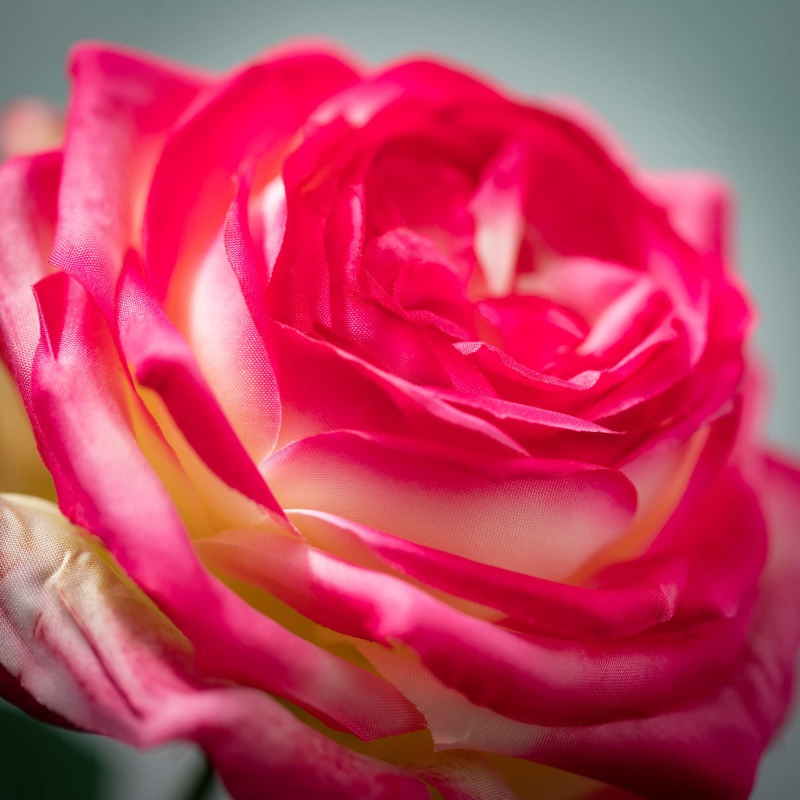 Lovely Lilac Rose