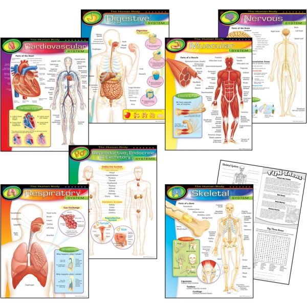 The Human Body Learning Charts Combo Pack