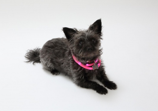 Silicone Cuttable Led Illuminated Dog Collar - USB Rechargeable - Pink
