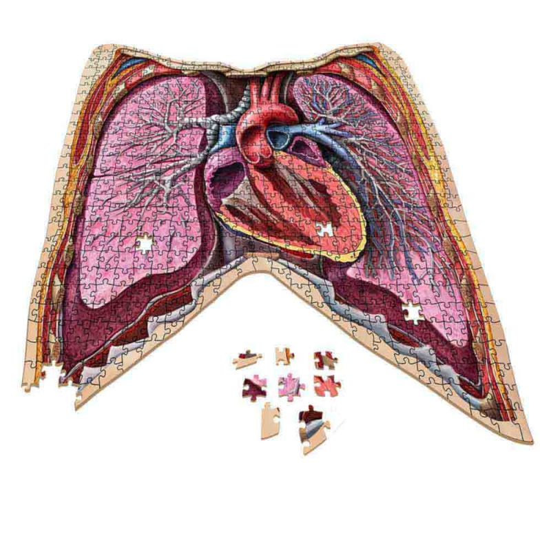 Dr. Livingston's Anatomy Jigsaw Puzzles