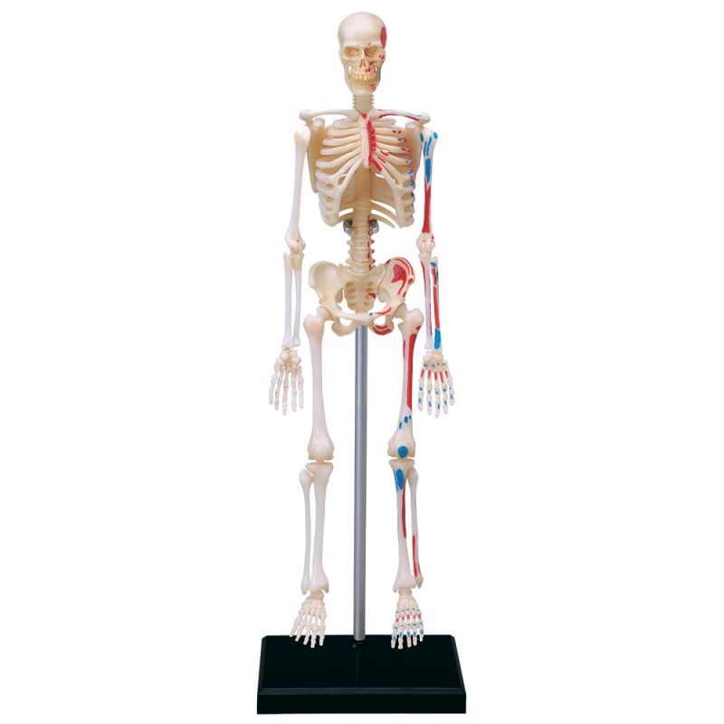 4D Skeleton