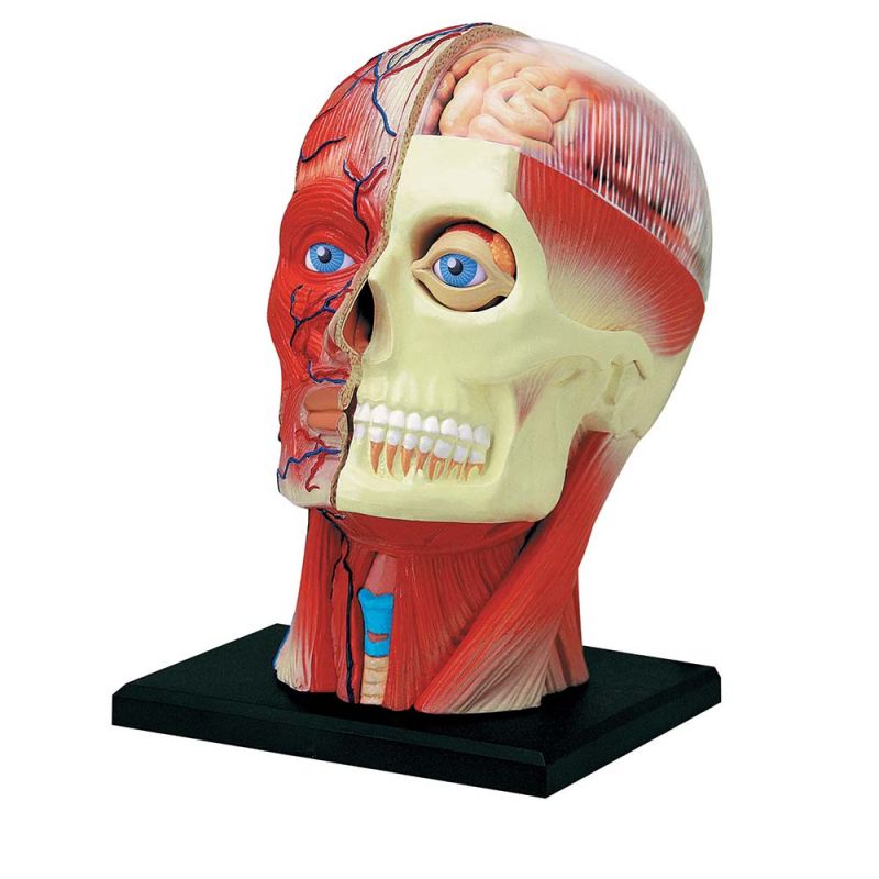 4D Human Head