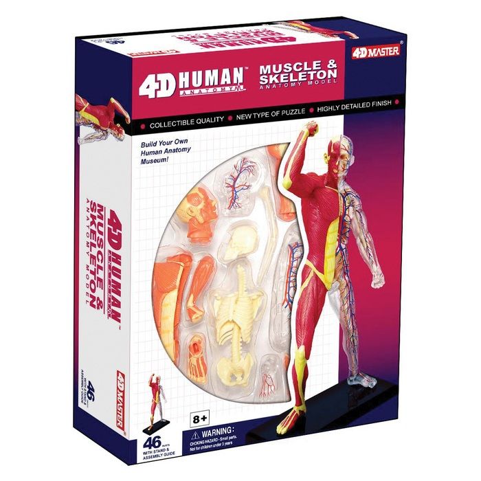 4D Human Muscle & Skeleton