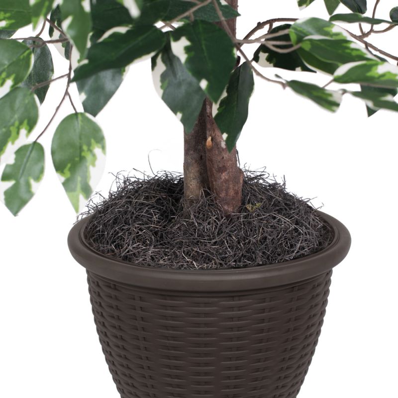 4' Variegated Ficus Bush In Brown Pot