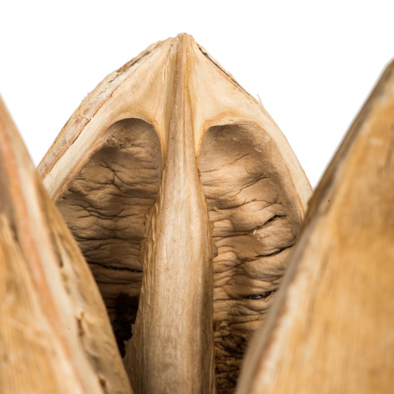34" Bleached Sora Pods 25Pk