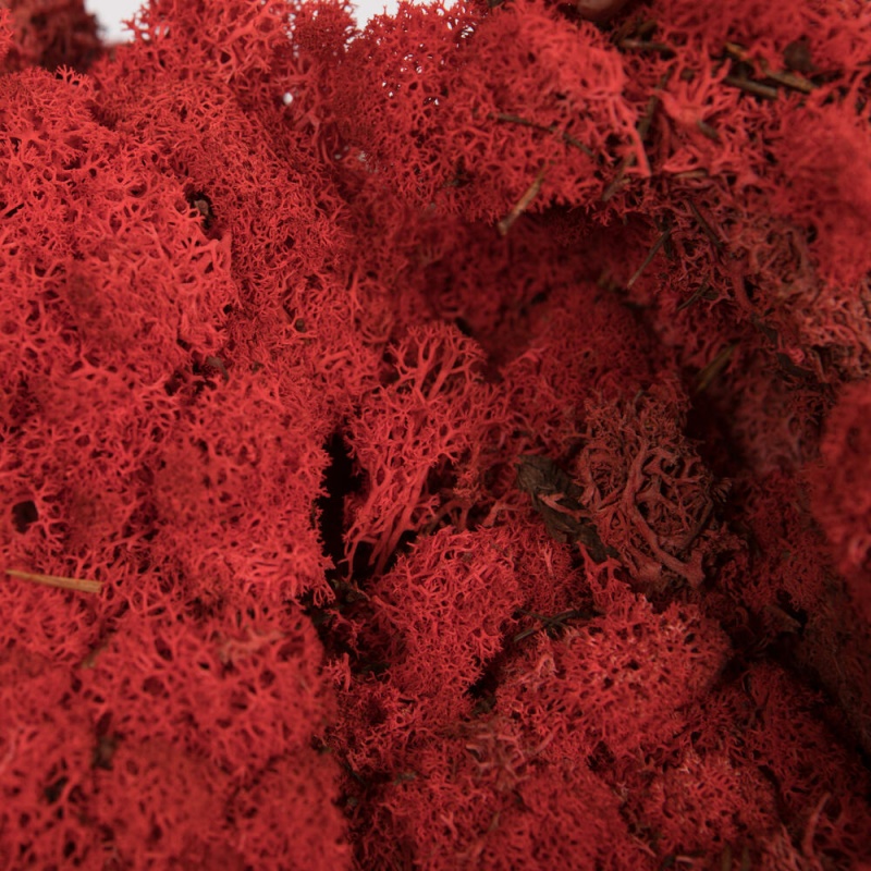 9 Lb Red Preserved Reindeer Moss