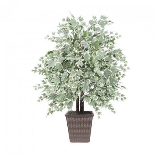 4' Silver Maple Bush Square Brown Container