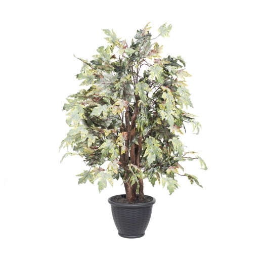 4' Frosted Maple Extra Full In Gray Pot