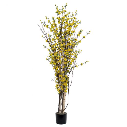 6' Yellow Blossom Tree