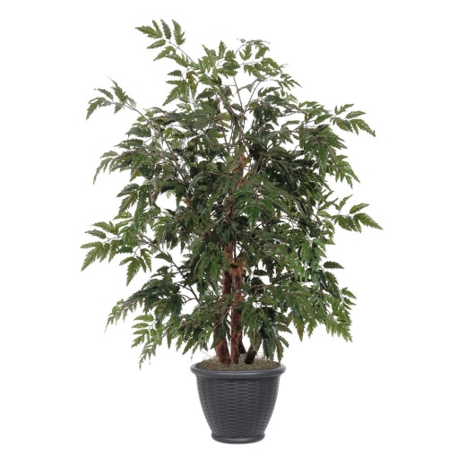 4' Ming Aralia Bush in Gray Plastic Pot