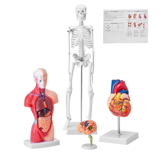 Vevor Human Anatomy Models Bundle Set: The Ultimate Learning Tool
