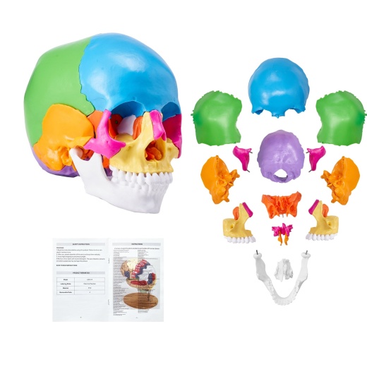 Vevor Human Skull Model, 22 Parts Human Skull Anatomy, Life-Size Painted Anatomy Skull Model