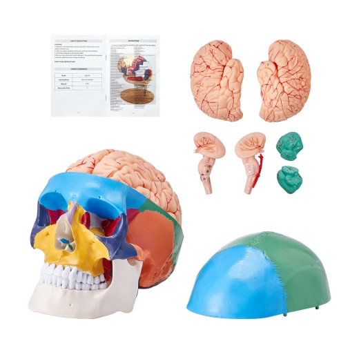 Vevor Human Skull Model, 8 Parts Brain & 3 Parts Skull, Life-Size Painted Anatomy Skull Model