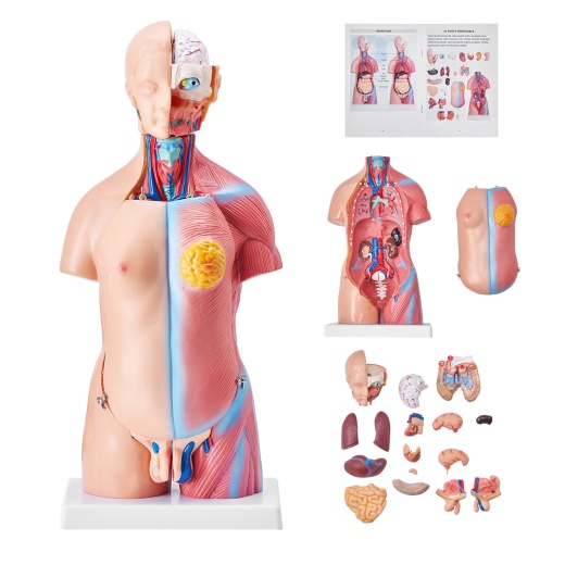 Vevor Human Body Model, 23 Parts 18 Inch