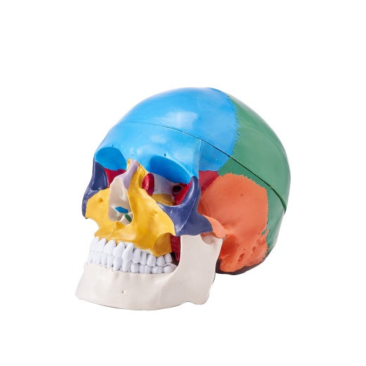 Vevor Human Skull Model, 3 Parts Life-Size Painted Anatomy Skull