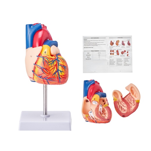 Vevor Human Heart Model, 2-Part 1:1 Life Size