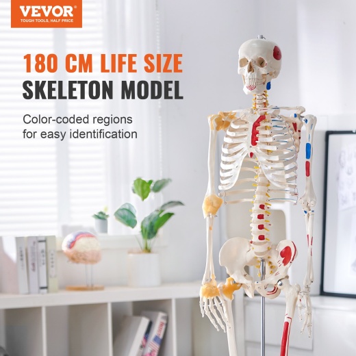 Vevor Human Skeleton Model for Anatomy
