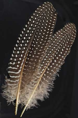 Guinea Hen Wing Feather for Smudging and Mystical Practices