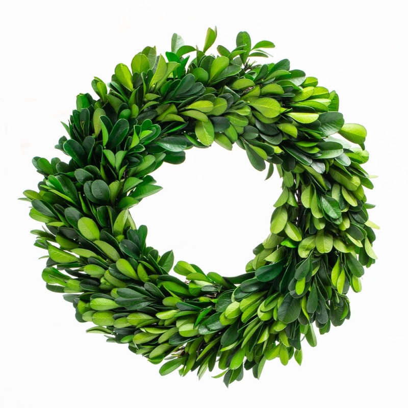 Richland Preserved Boxwood Wreath 8” Set Of 12